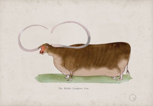 The Longhorn Cow, fun heritage art print by Tony Fernandes
